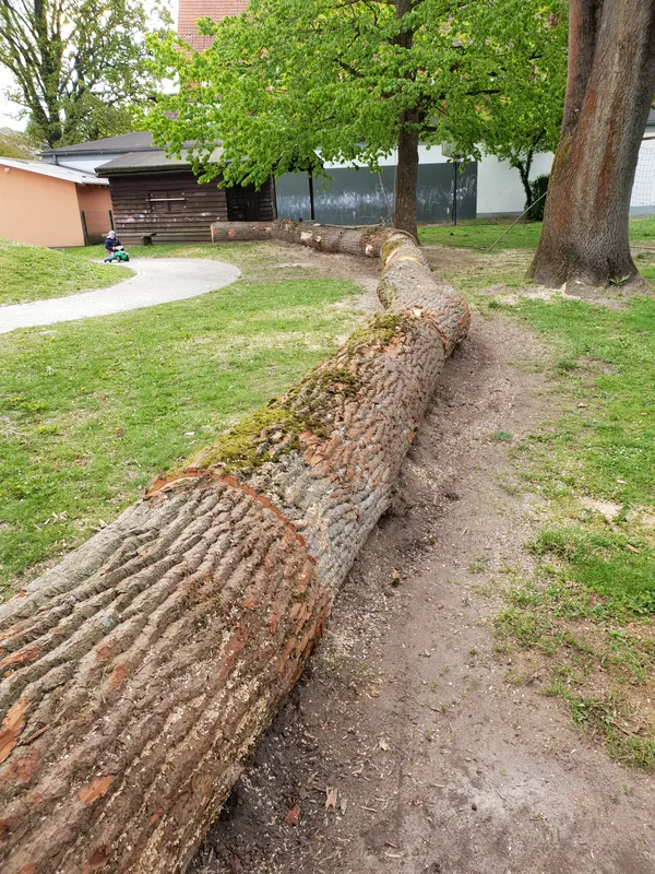 Forstbau baumfaellung