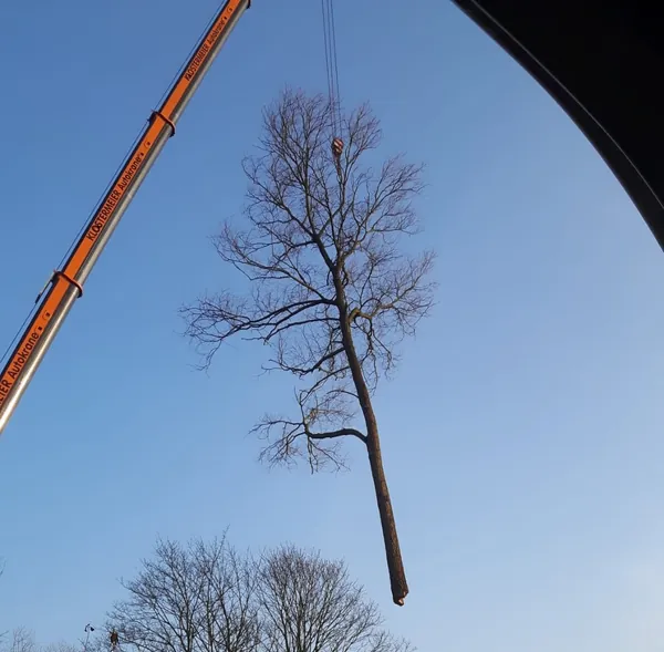 Gehoelzarbeiten